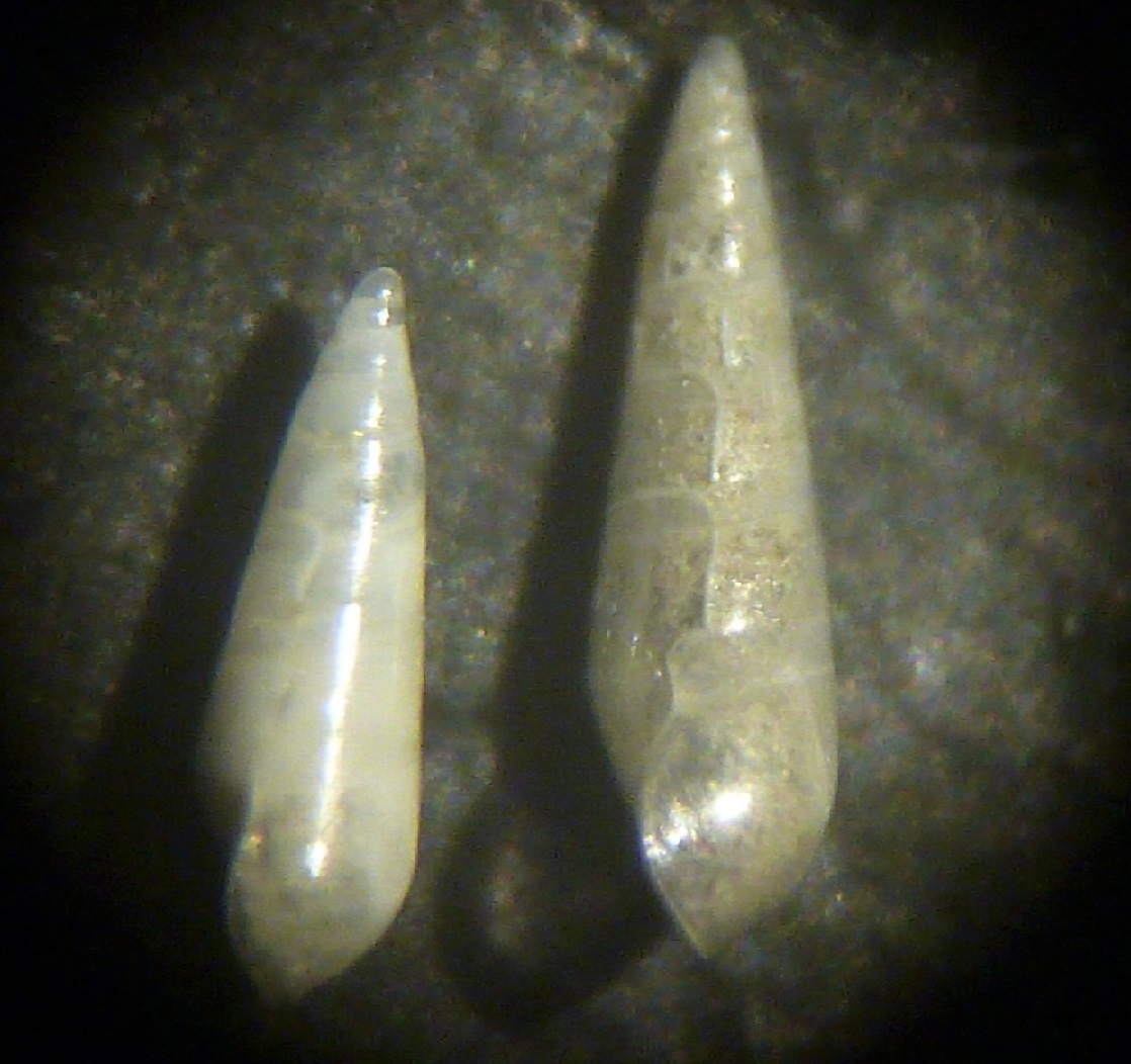 Eulimide da determinare